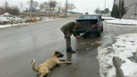 Ankarada köpek katli Sokak köpeğini bağlayıp işkence ederek öldürdüler
